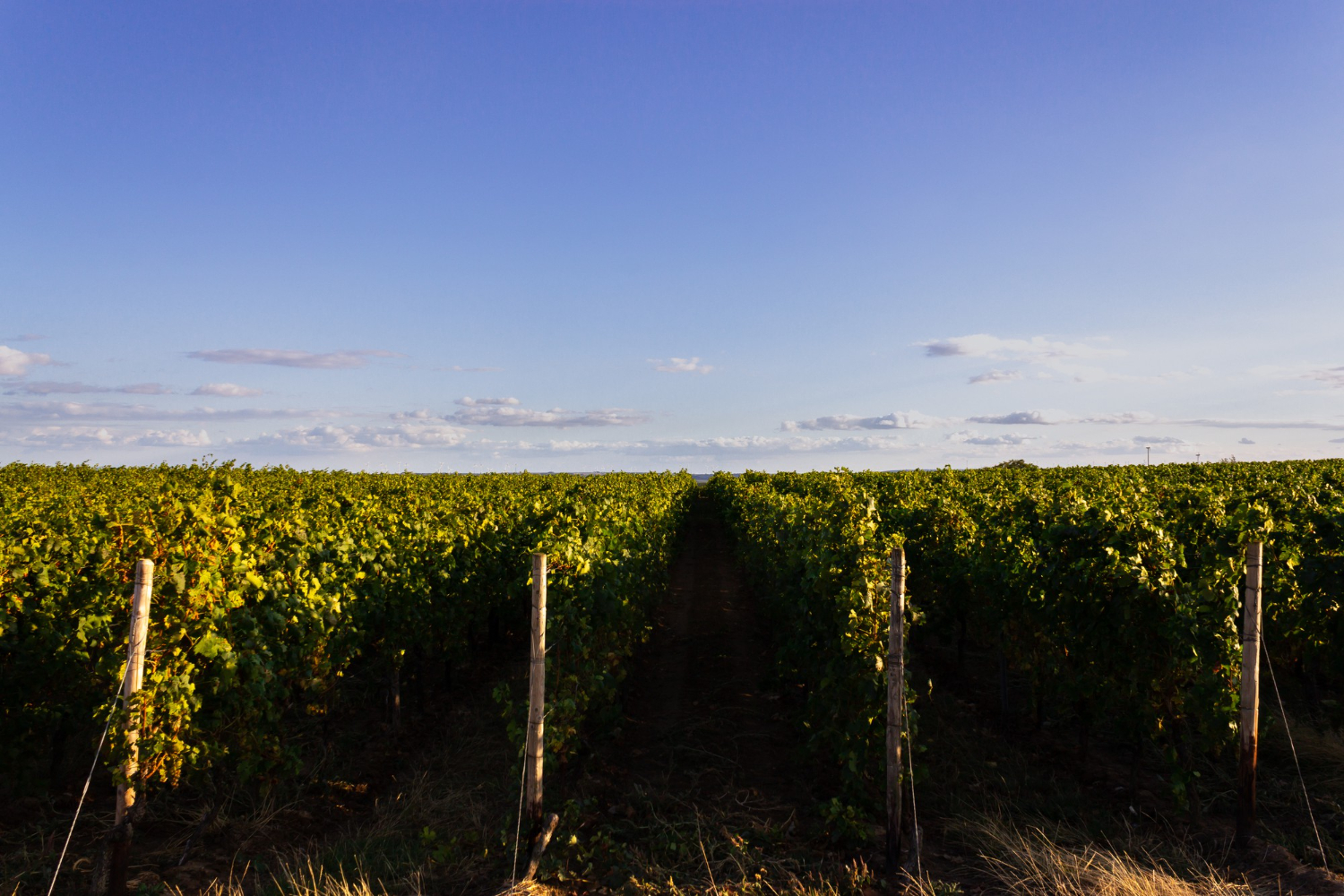 vineyard tour
