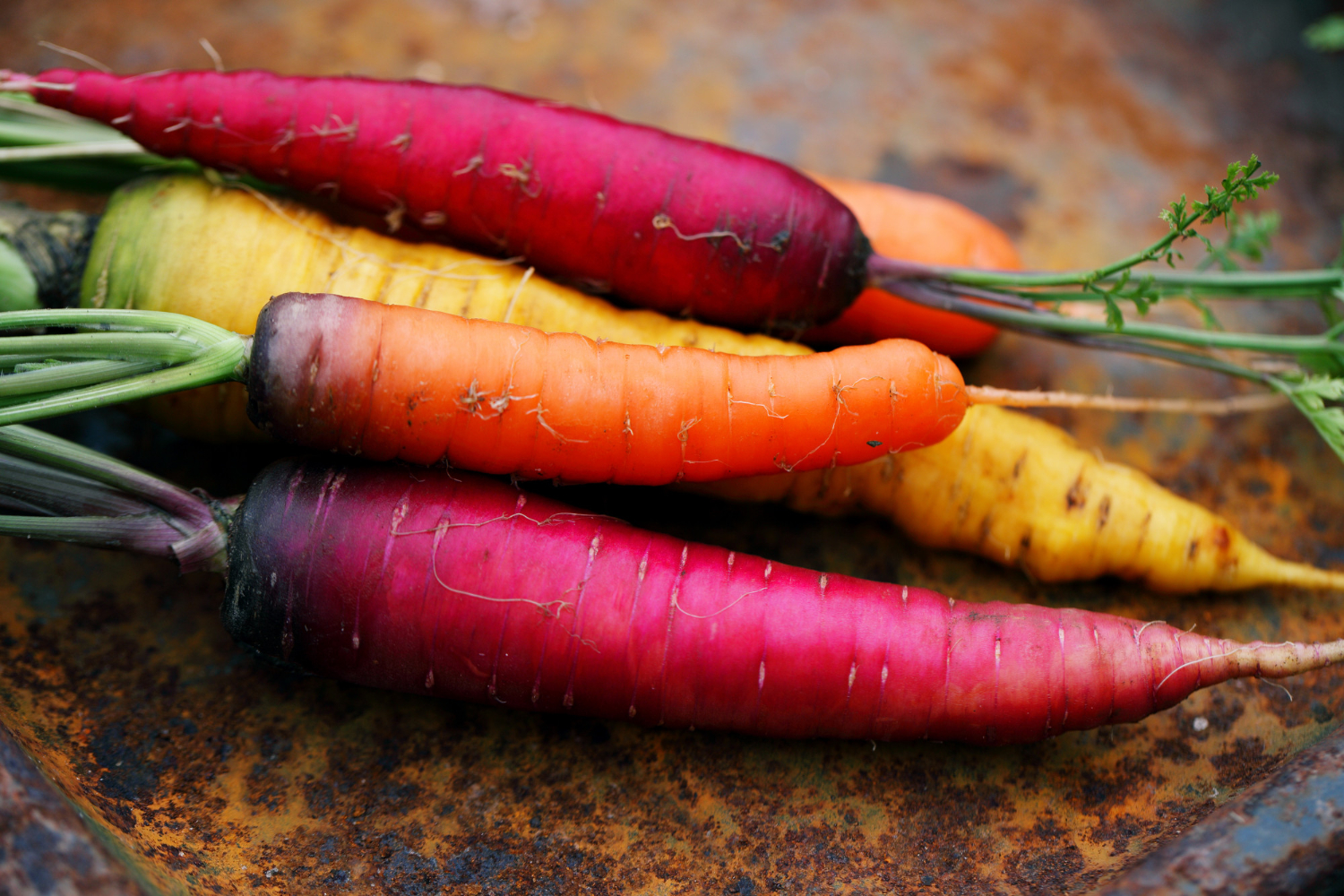 Colorful carrots