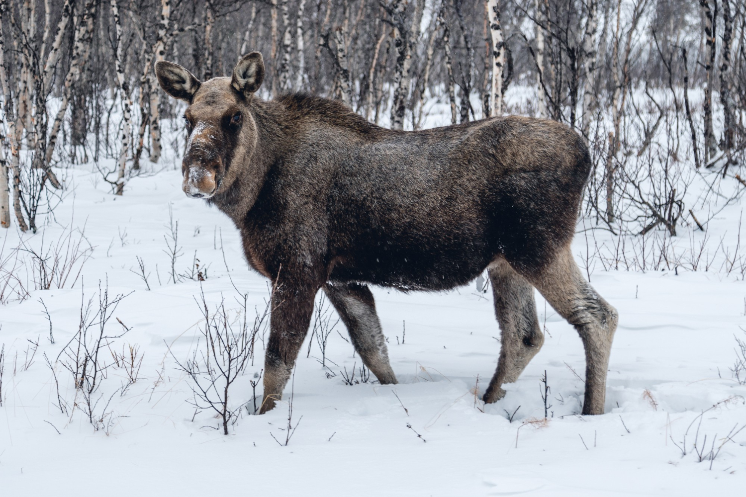 moose animal