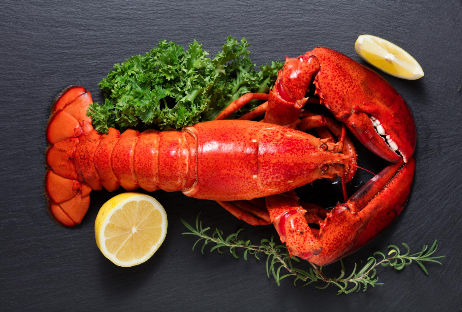 Lobster