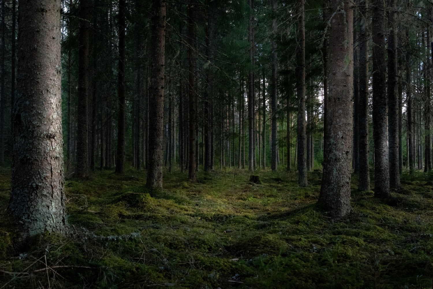 forest
