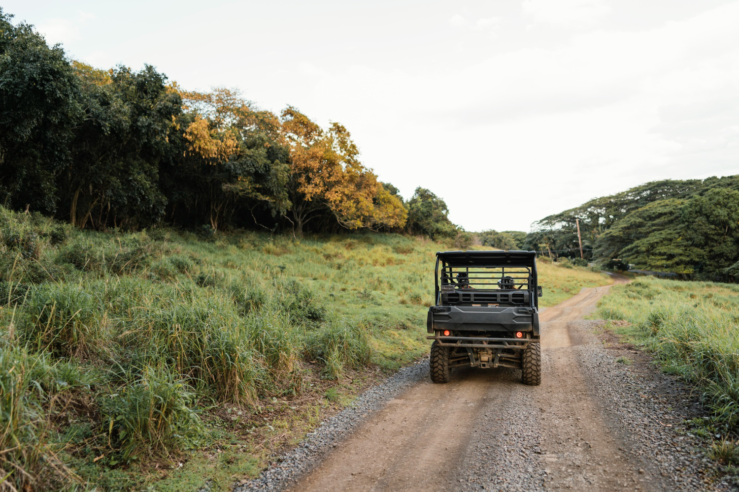 wildlife jeep