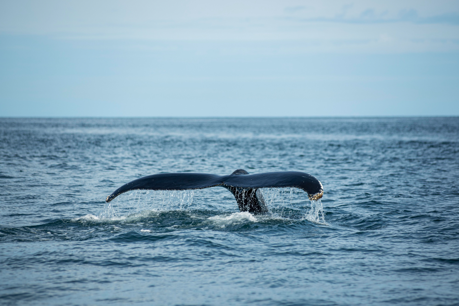 humpback whale