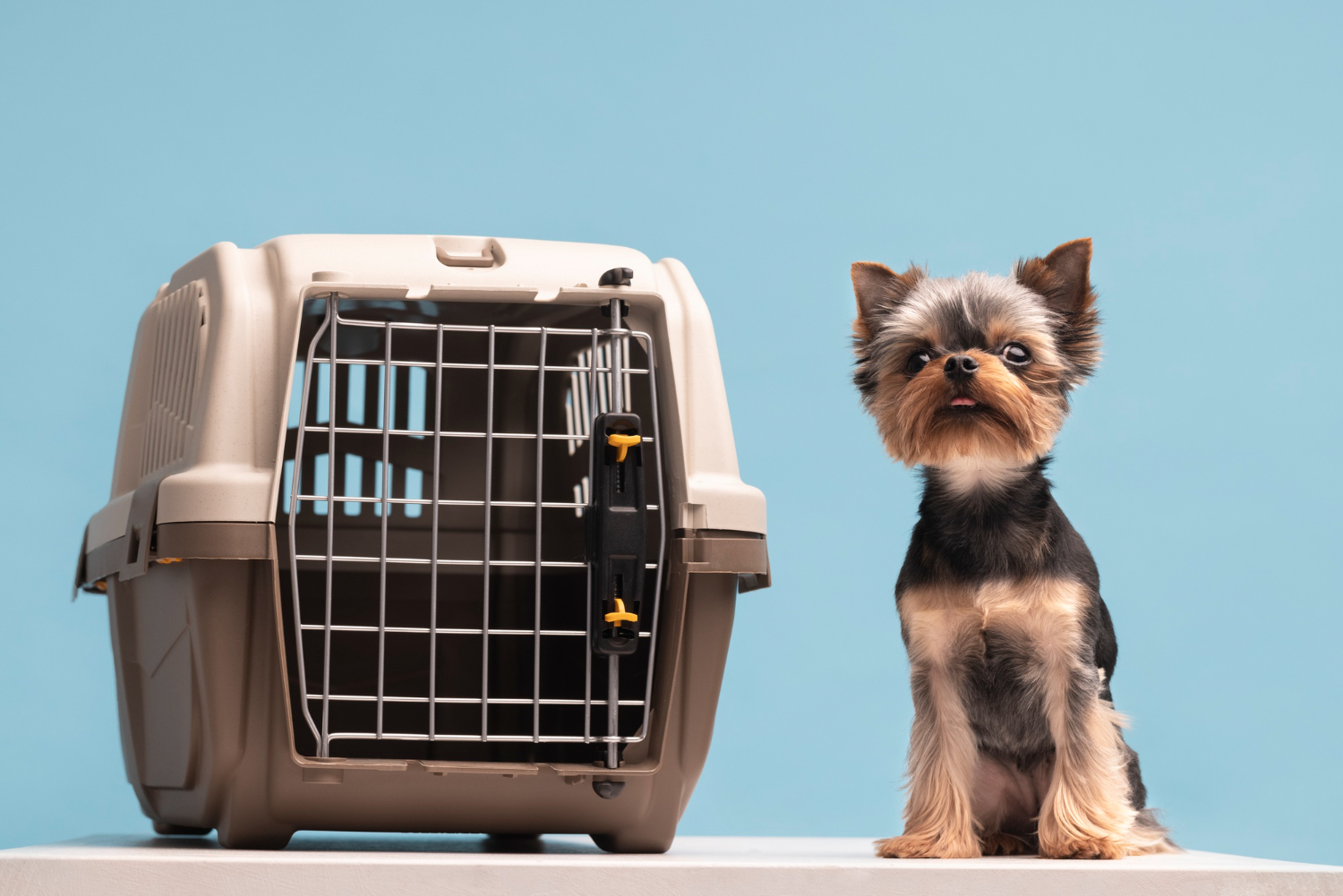 Traveler with Pet
