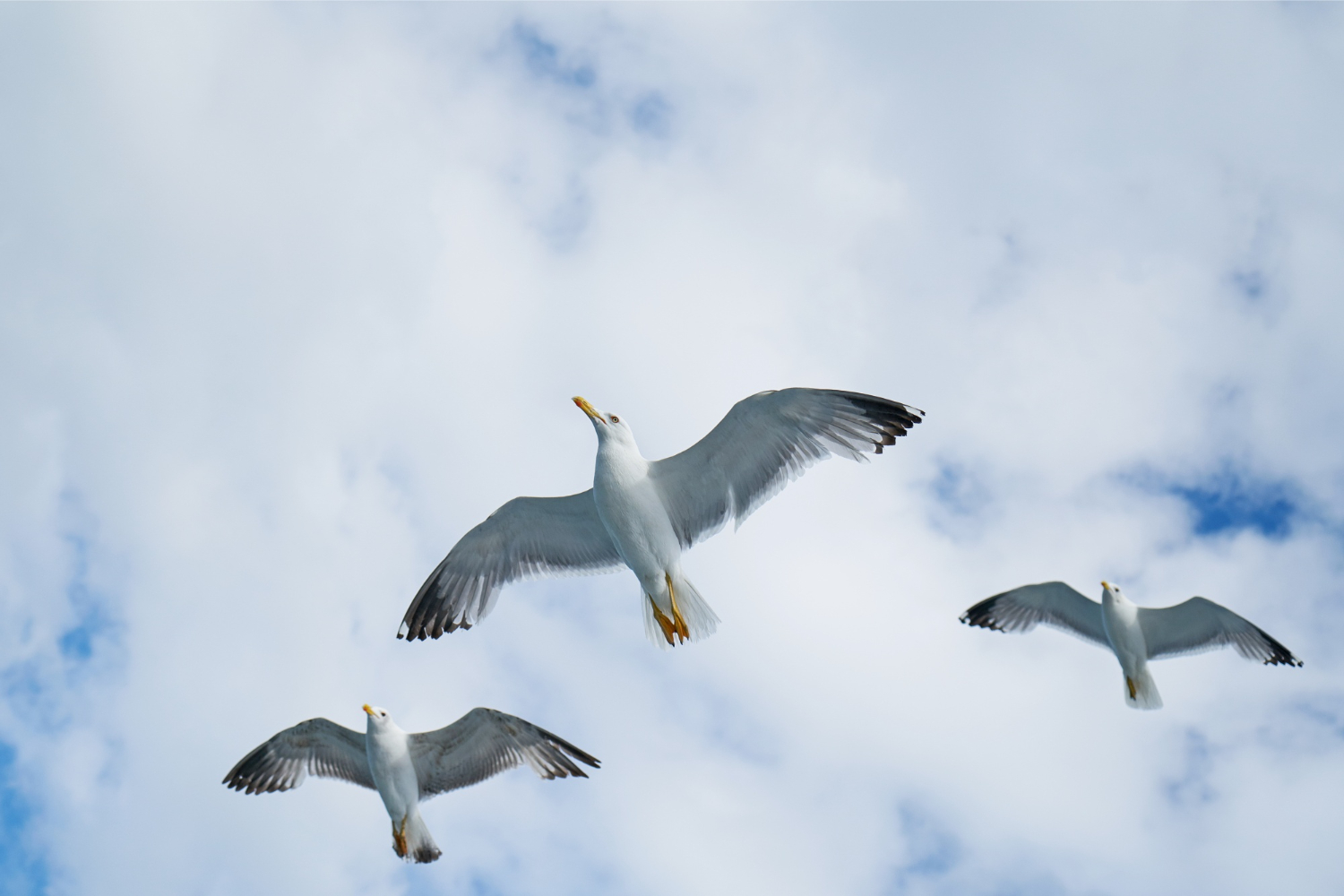 seagulls flying beach