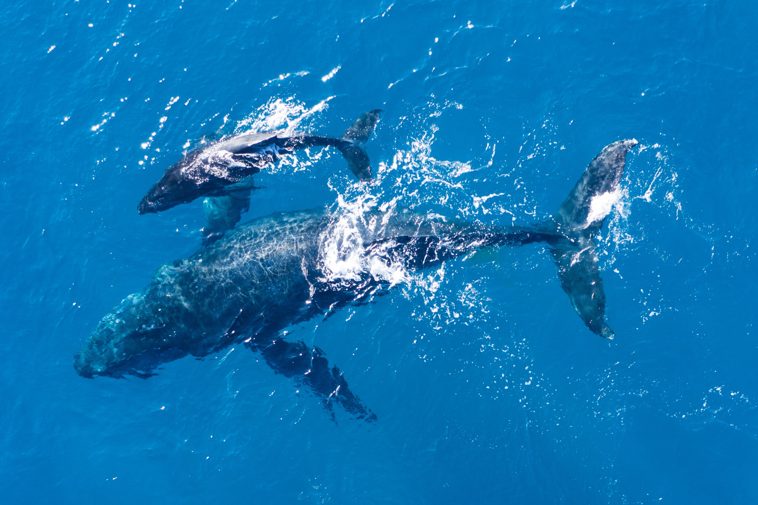 humpback whale