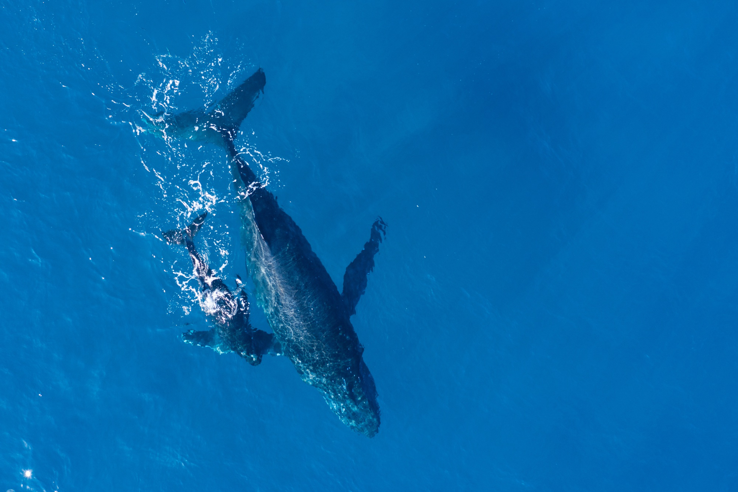 humpback whale