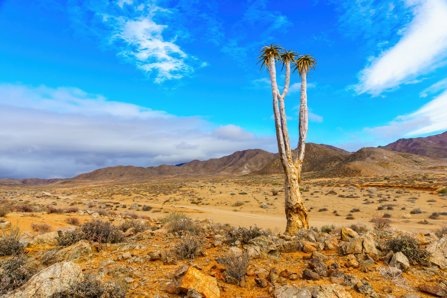 Desert