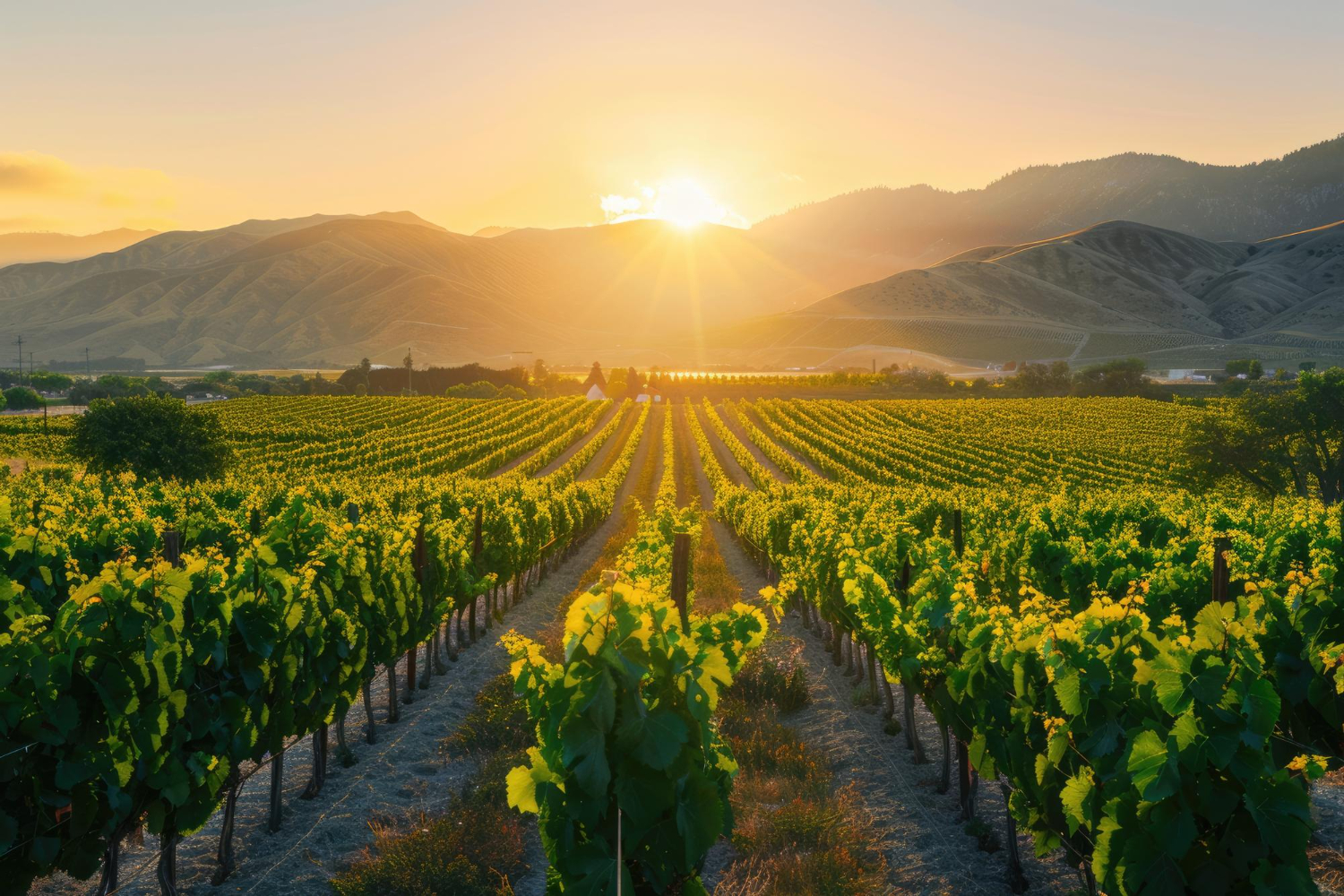 Vineyard