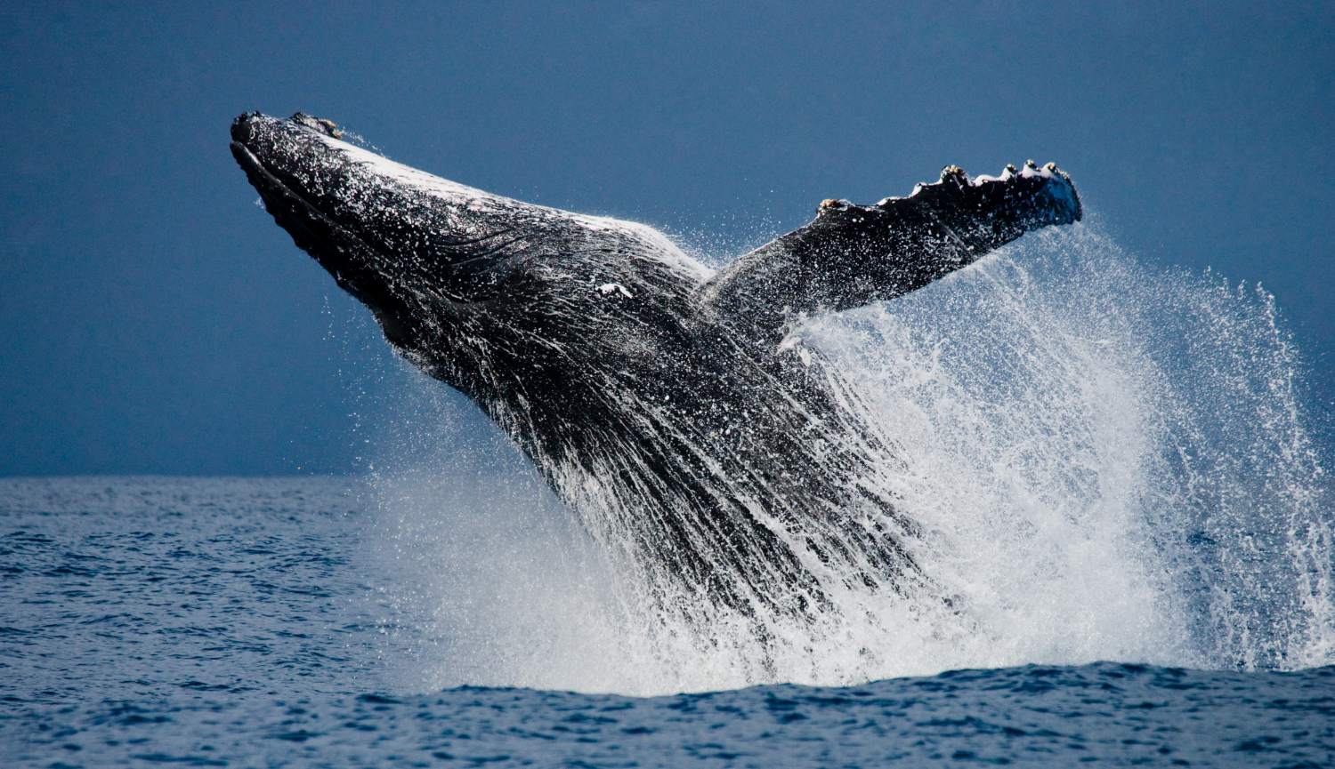 whale