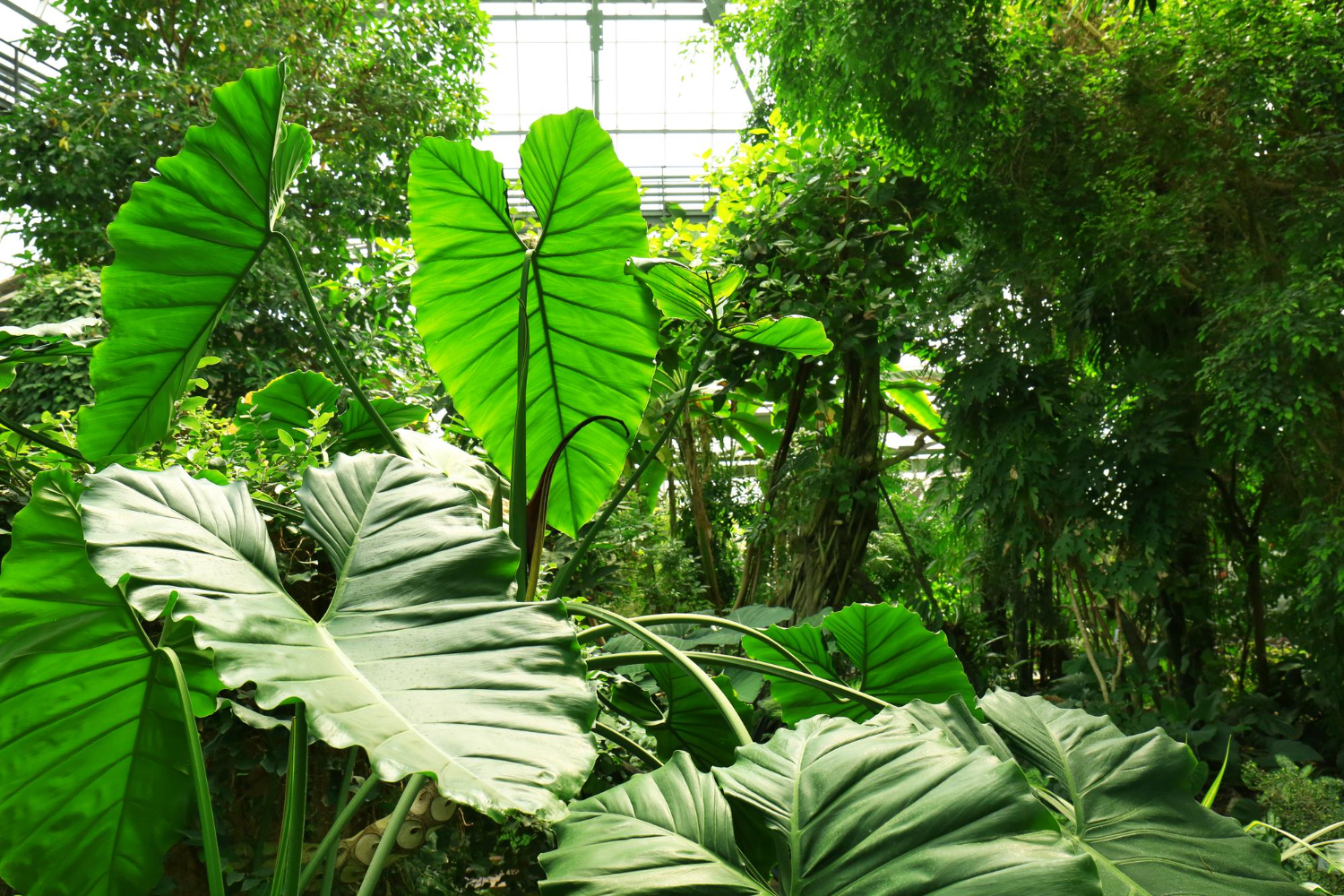 Botanical Gardens