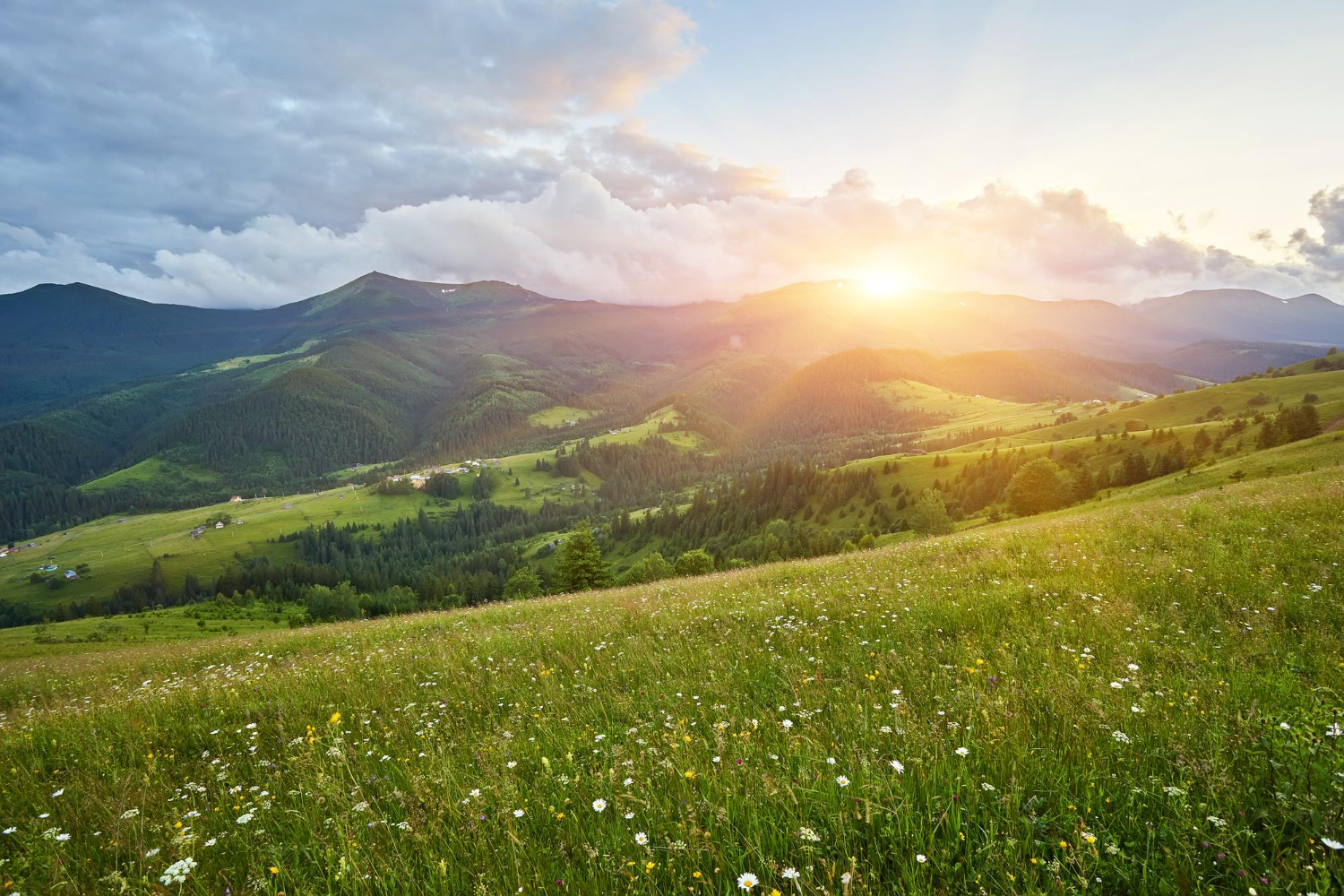 summer landscape