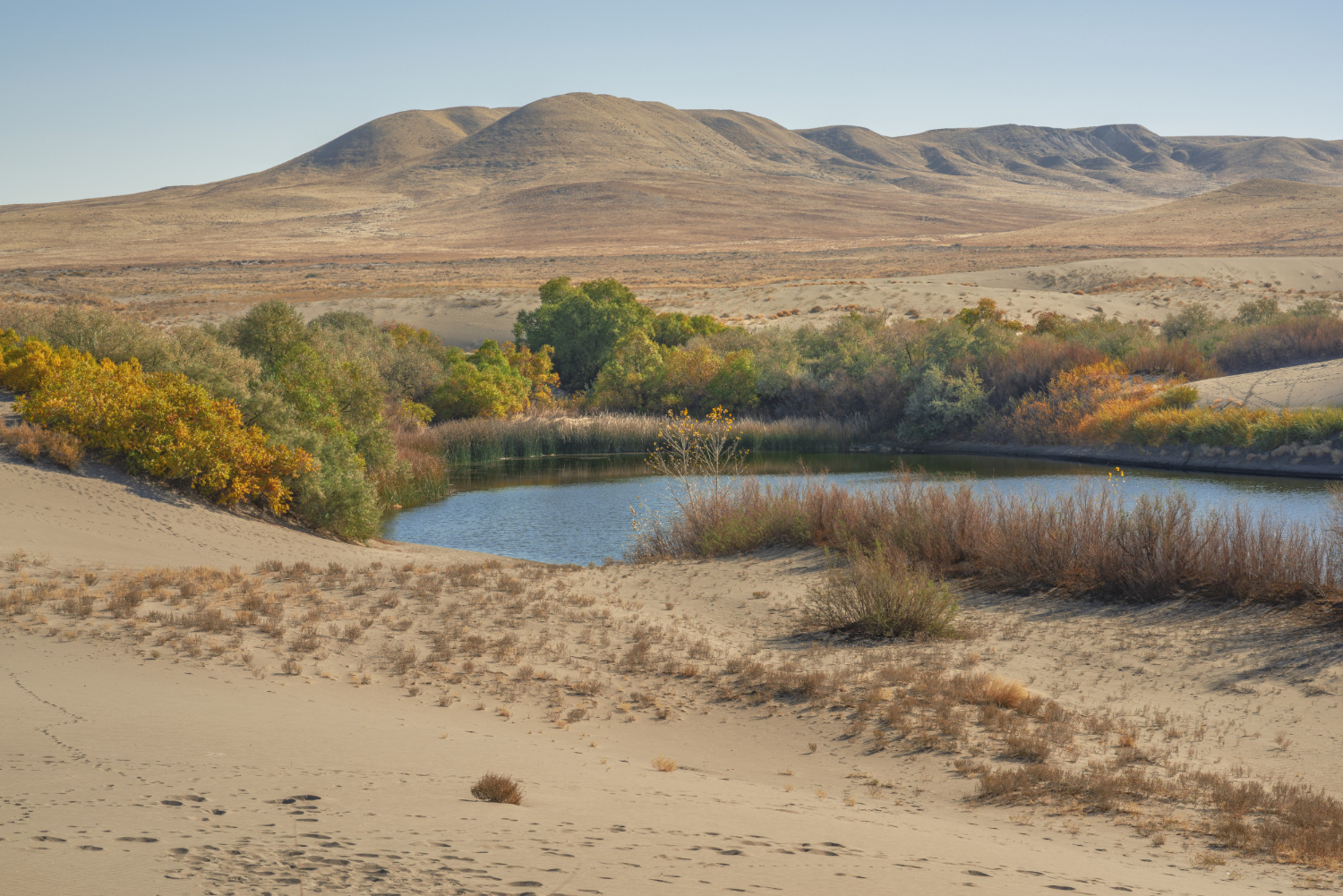 Desert