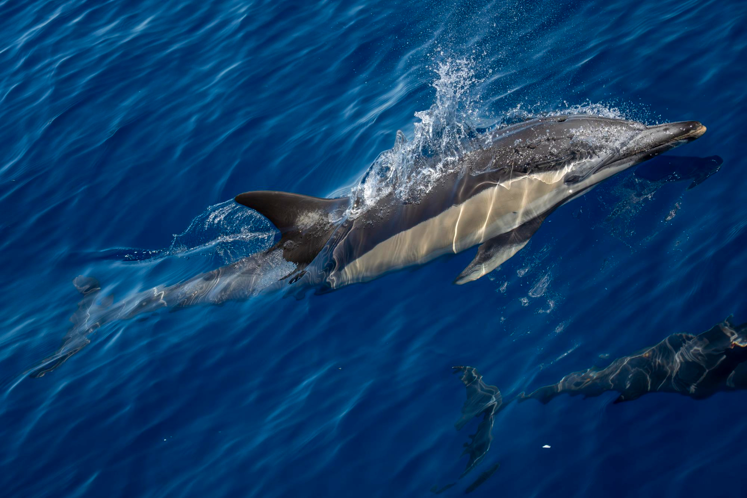 Dolphin