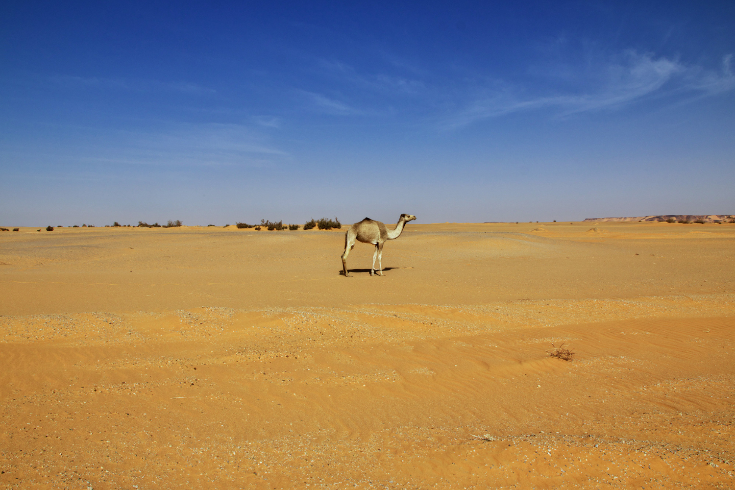 Desert