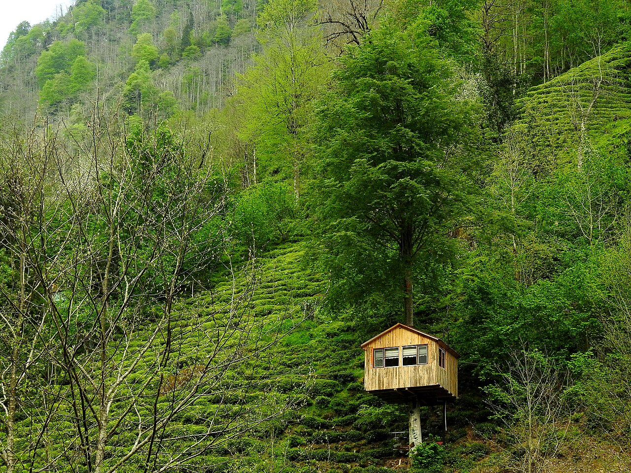 Treehouse
