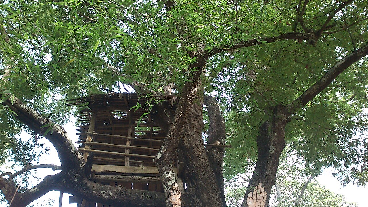 Treehouse