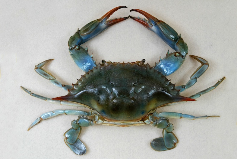 Crab