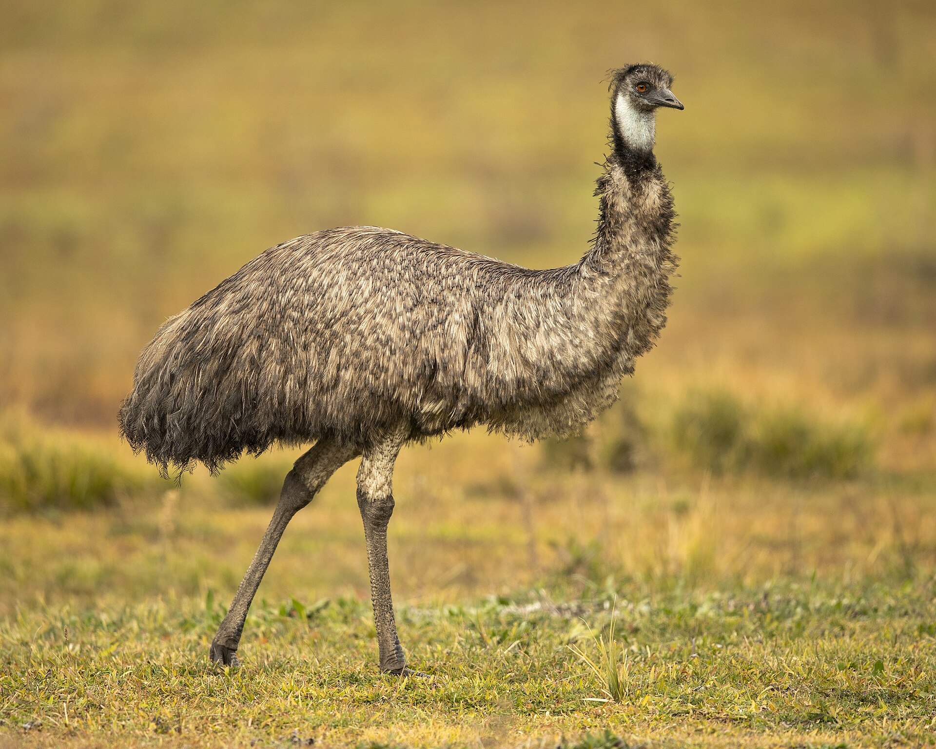 emu Australia