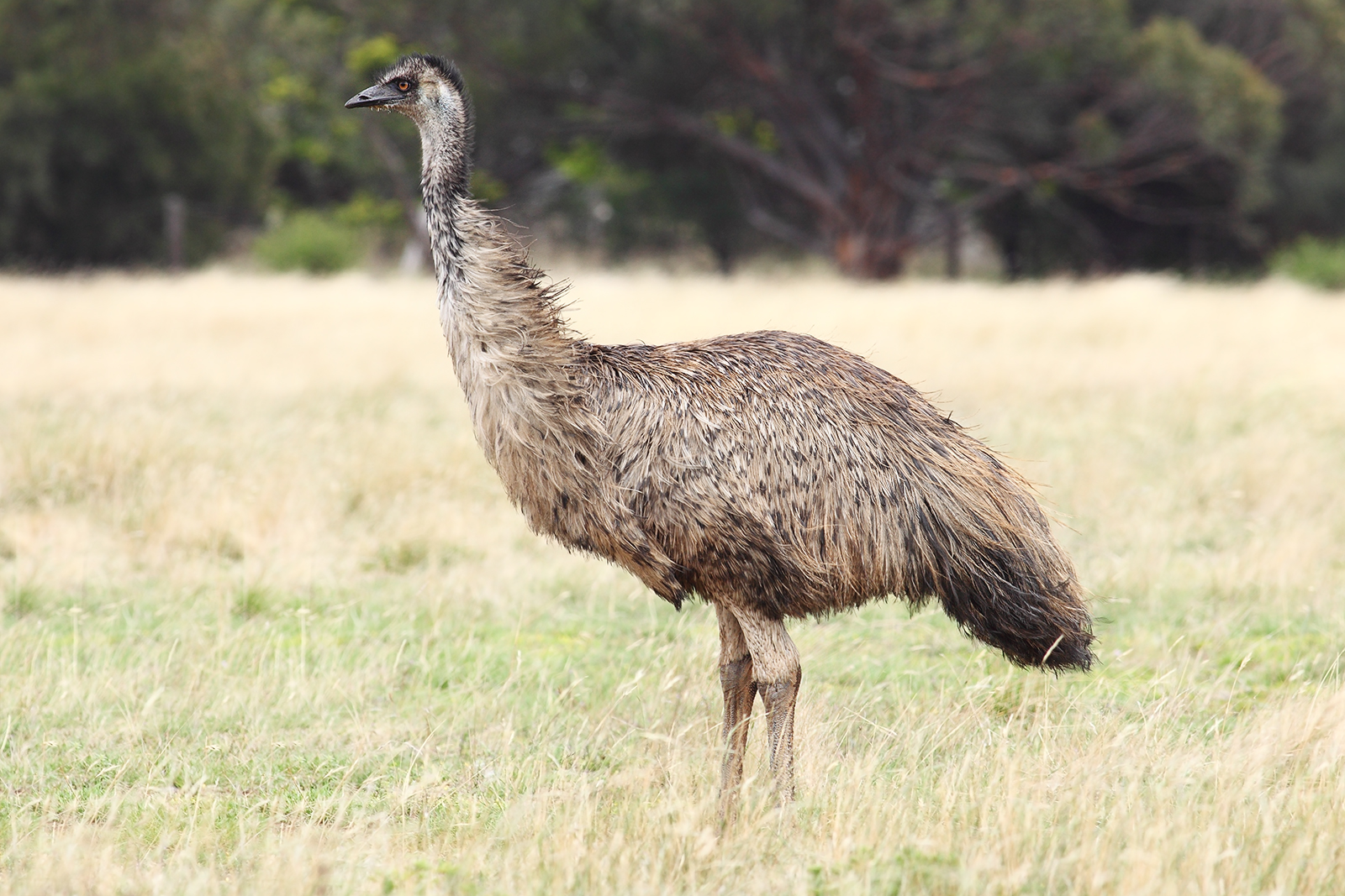 emu Australia