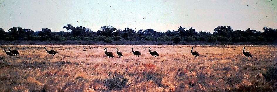 emu Australia