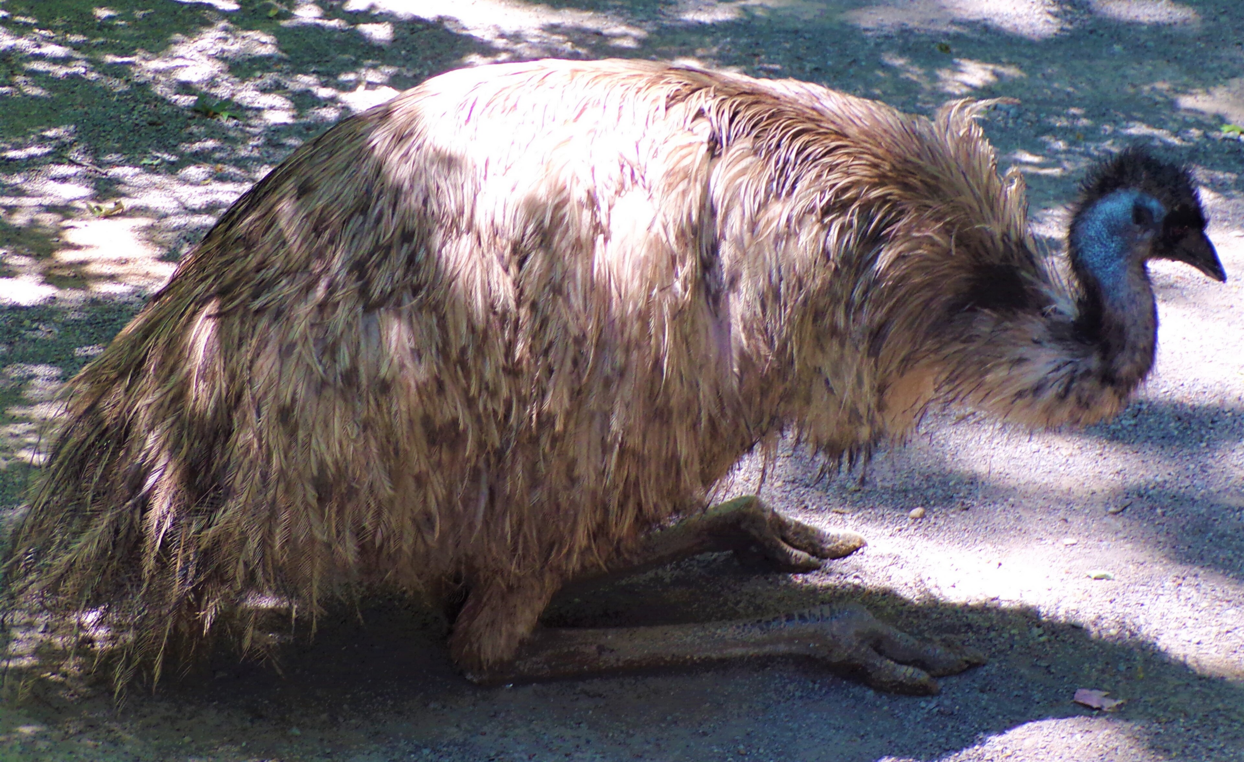 emu Australia
