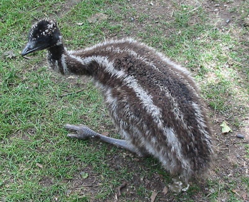 emu Australia