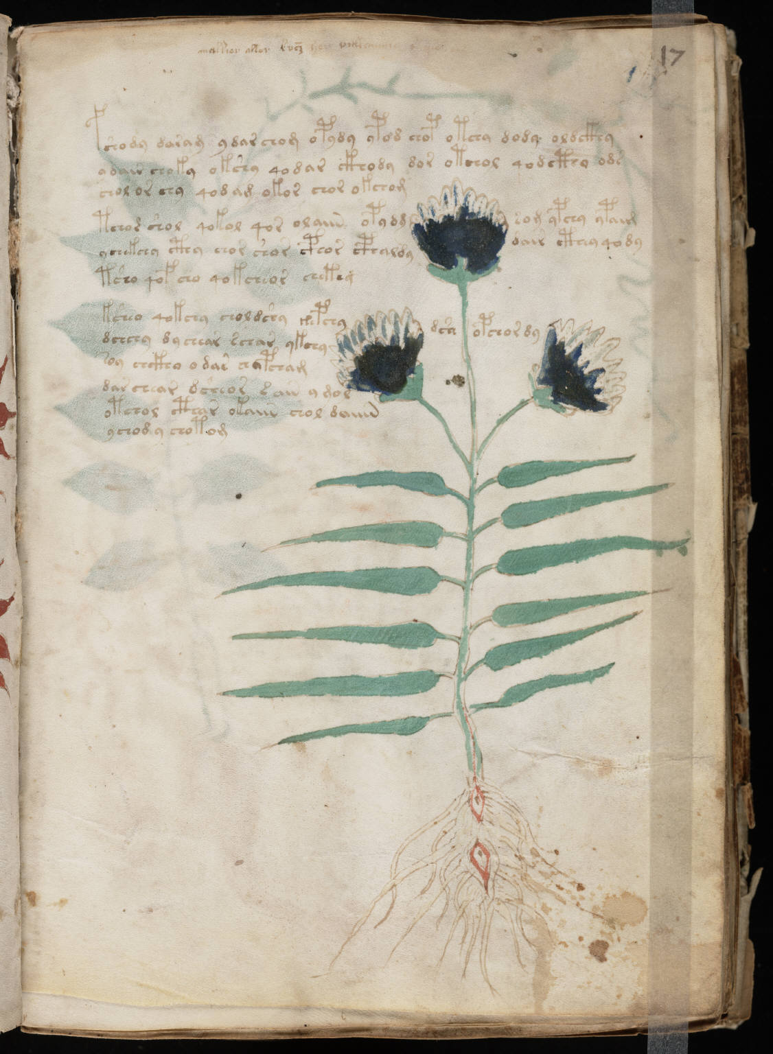 Voynich manuscript