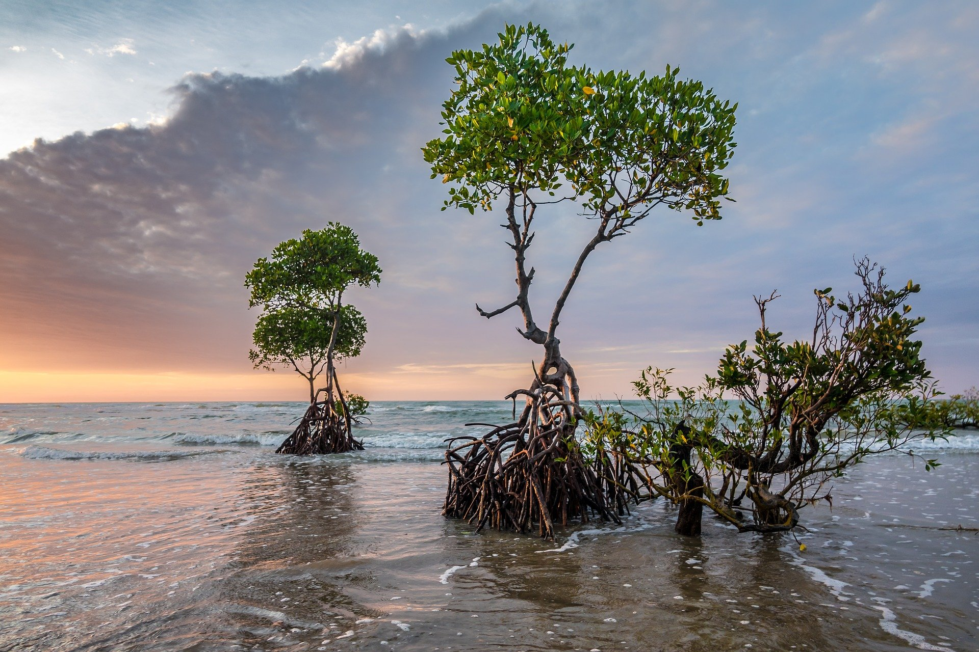 mangrove forest roots