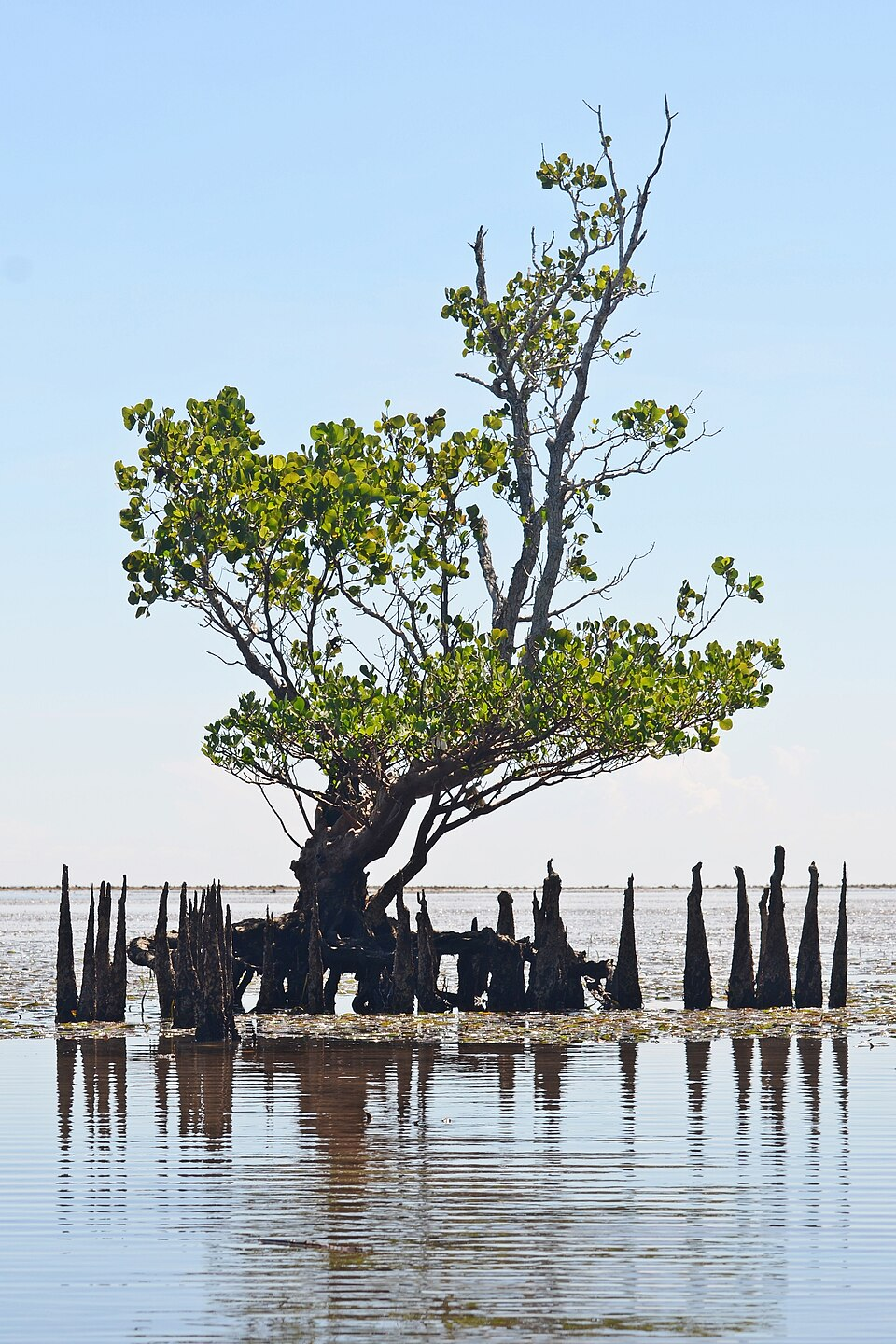 mangrove forest roots