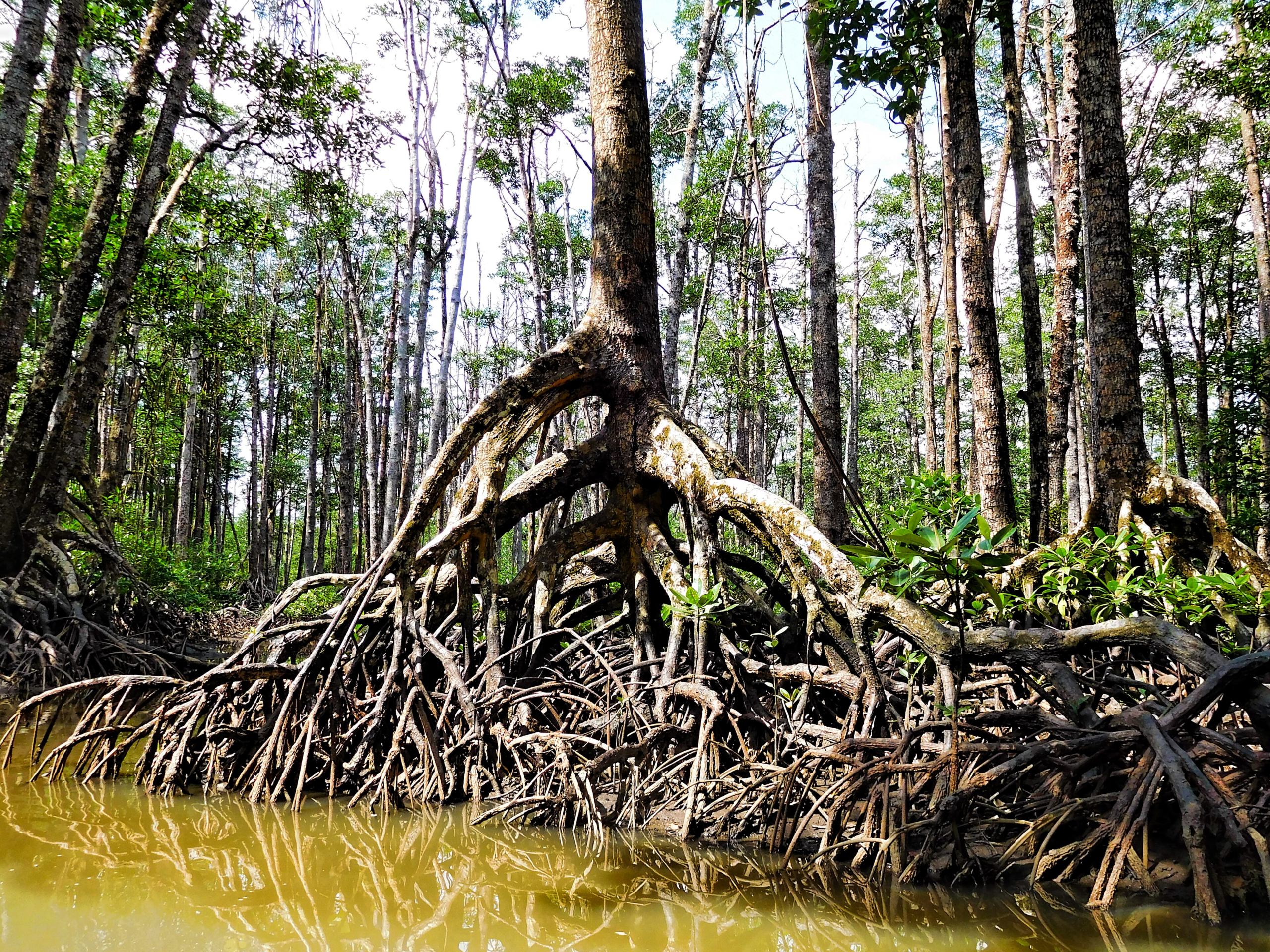 mangrove forest roots