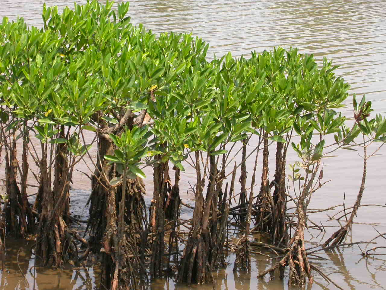 mangrove forest roots