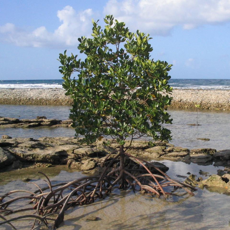 mangrove forest roots