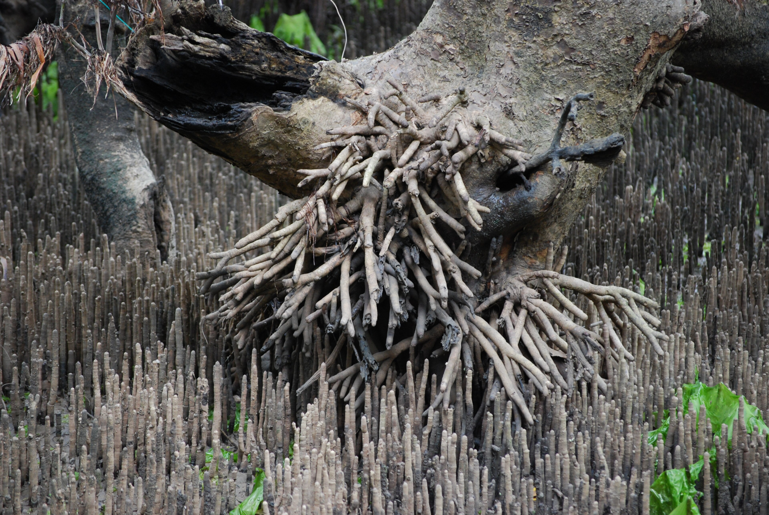12 Facts About the Weirdest, Most Useful Forests on Earth