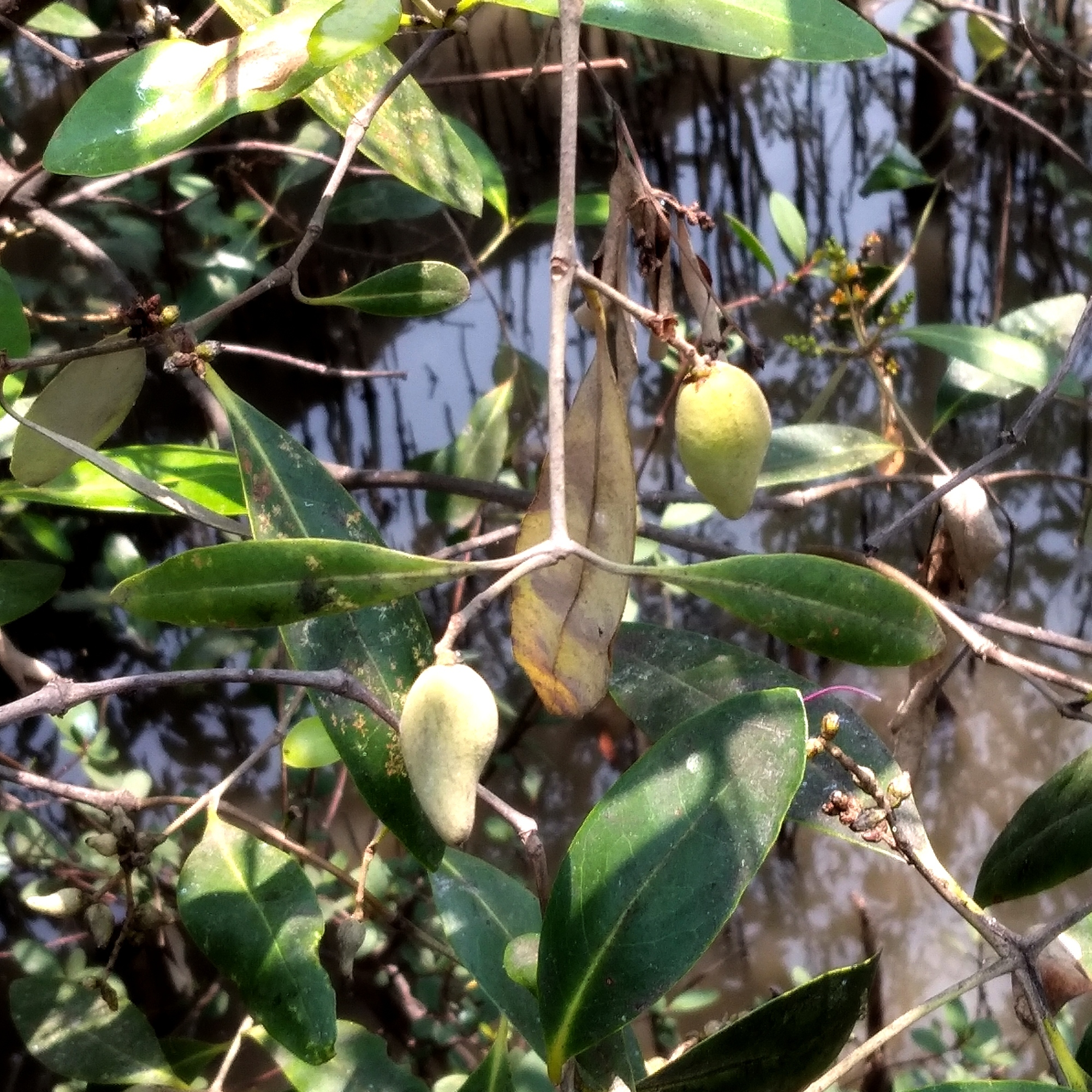 Mangrove