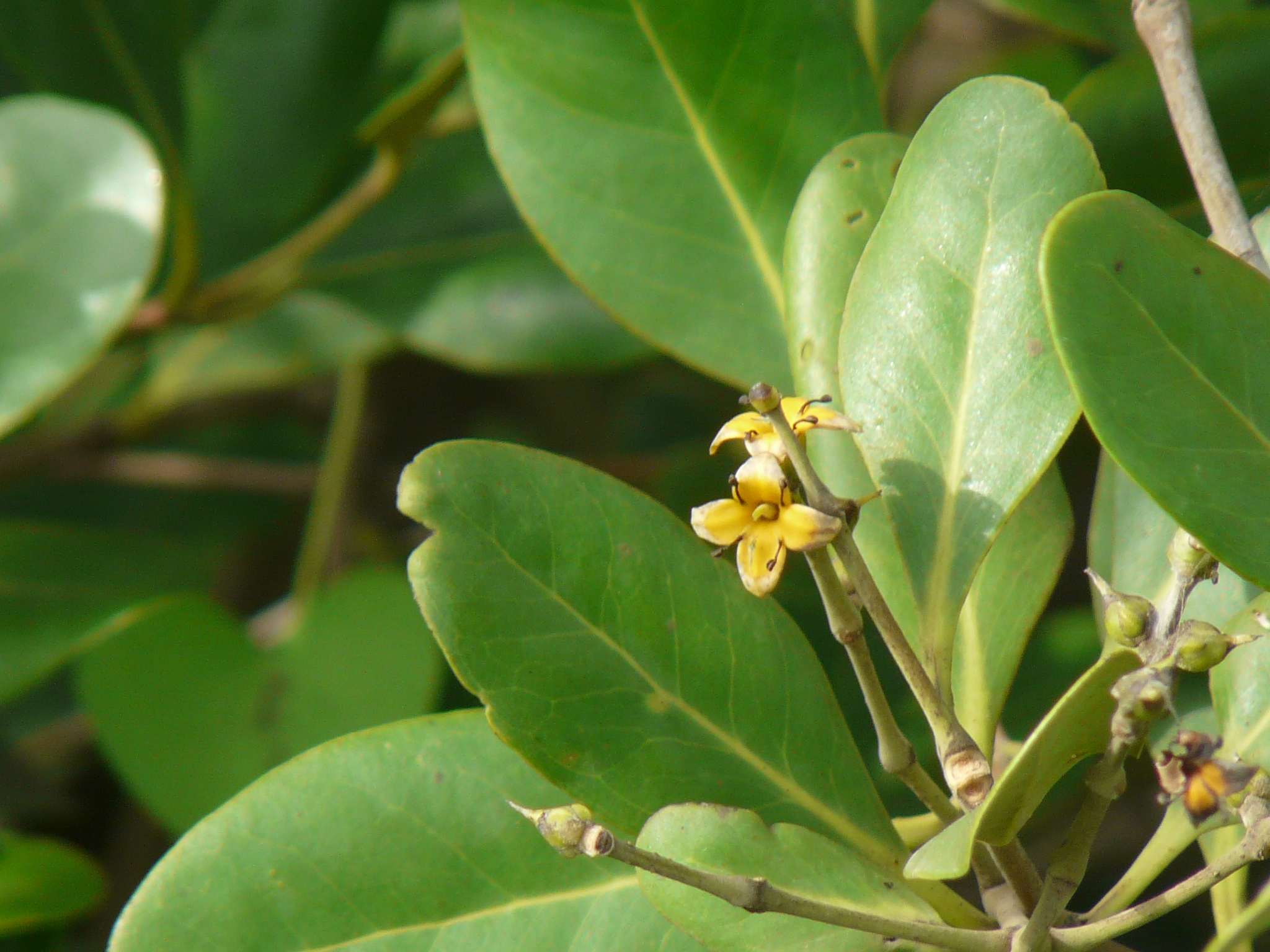 Mangrove