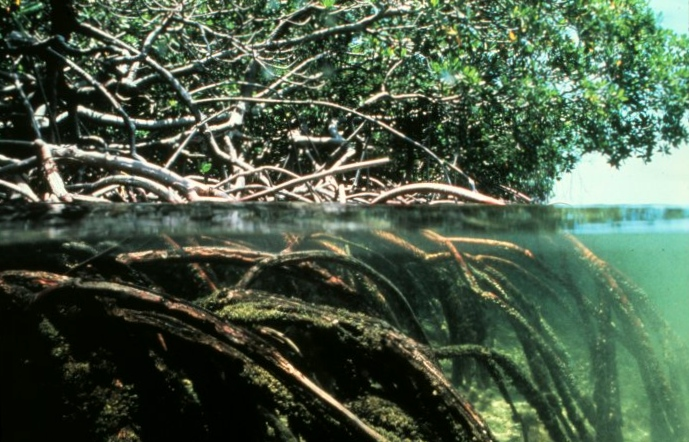 Mangrove