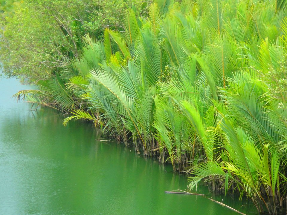 Mangrove