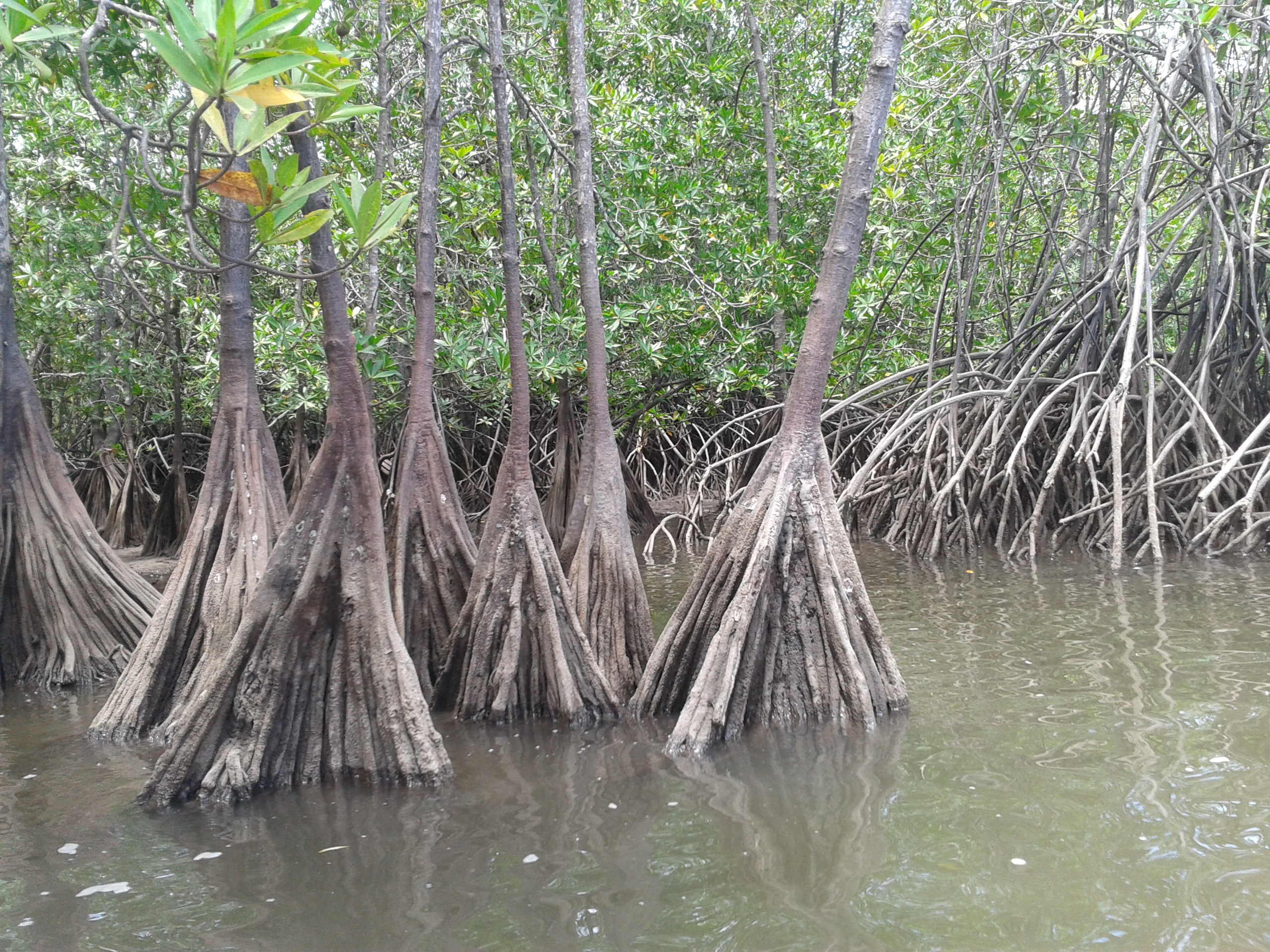 Mangrove