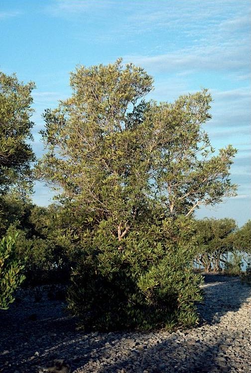 Mangrove