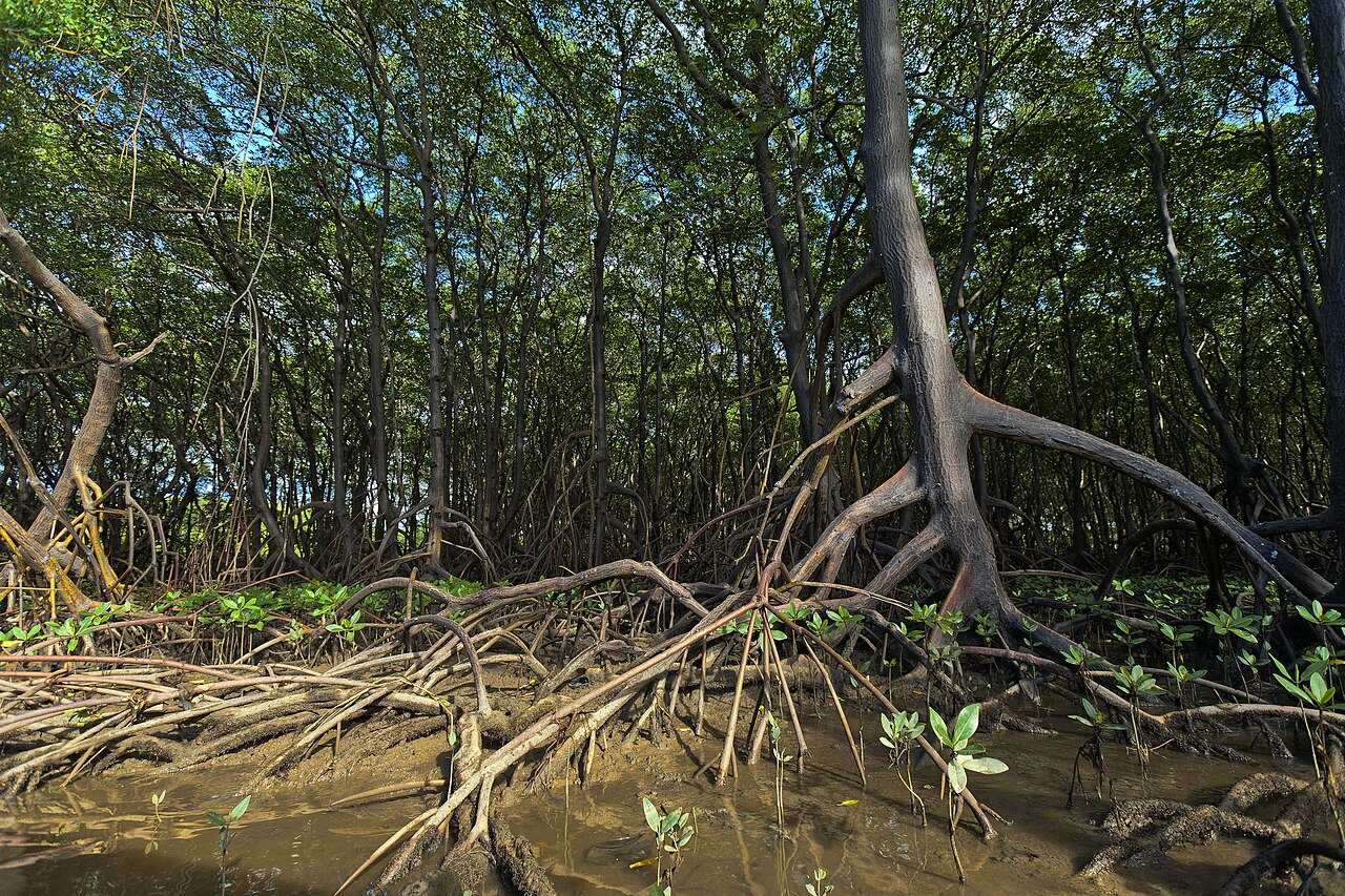 Mangrove