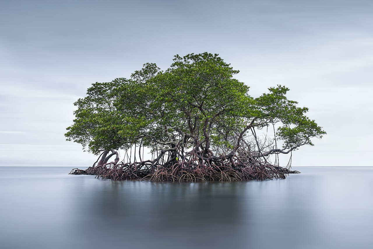 Mangrove