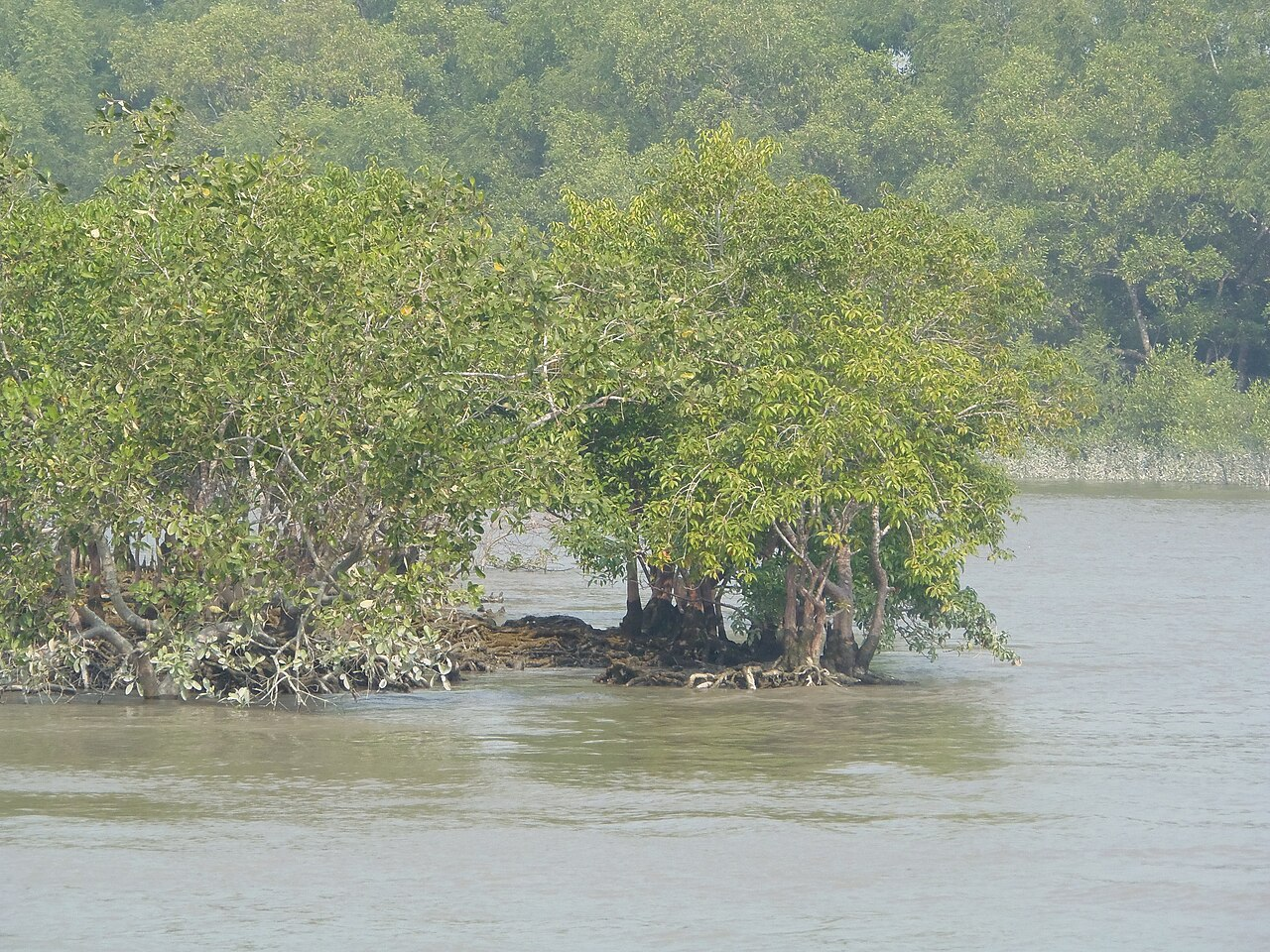 Mangrove
