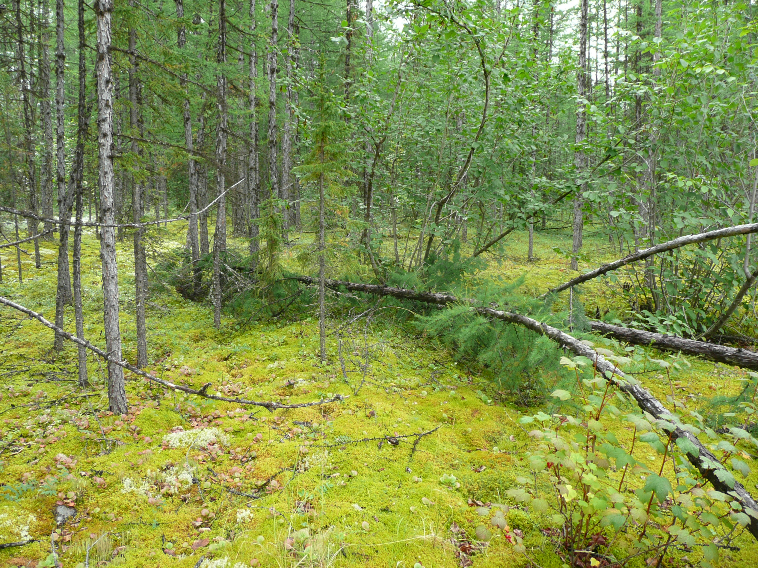 Tunguska