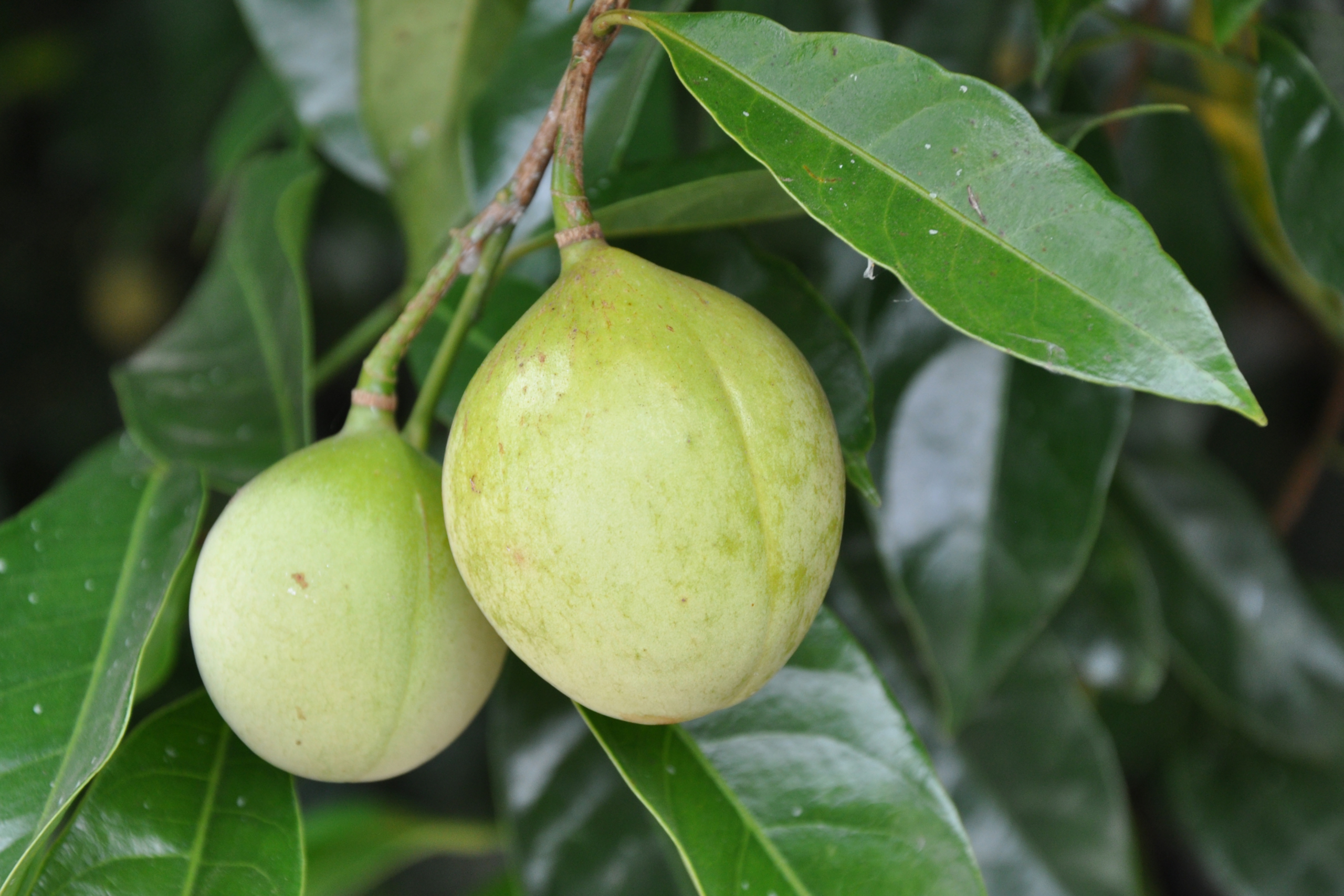 nutmeg spice fruit