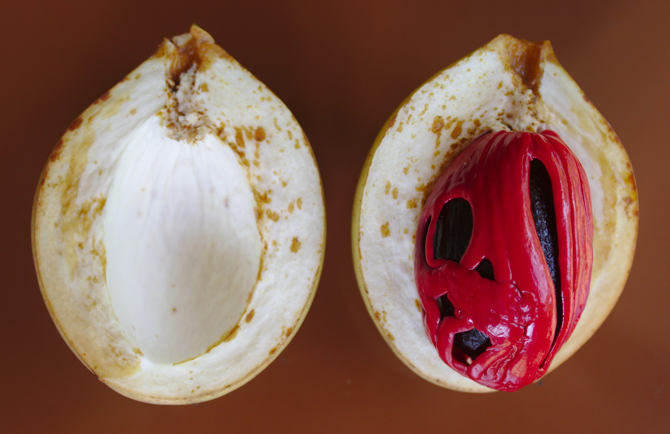 nutmeg spice fruit