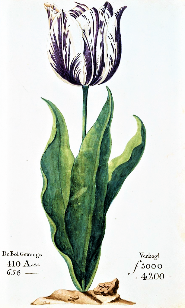 Dutch tulips Semper