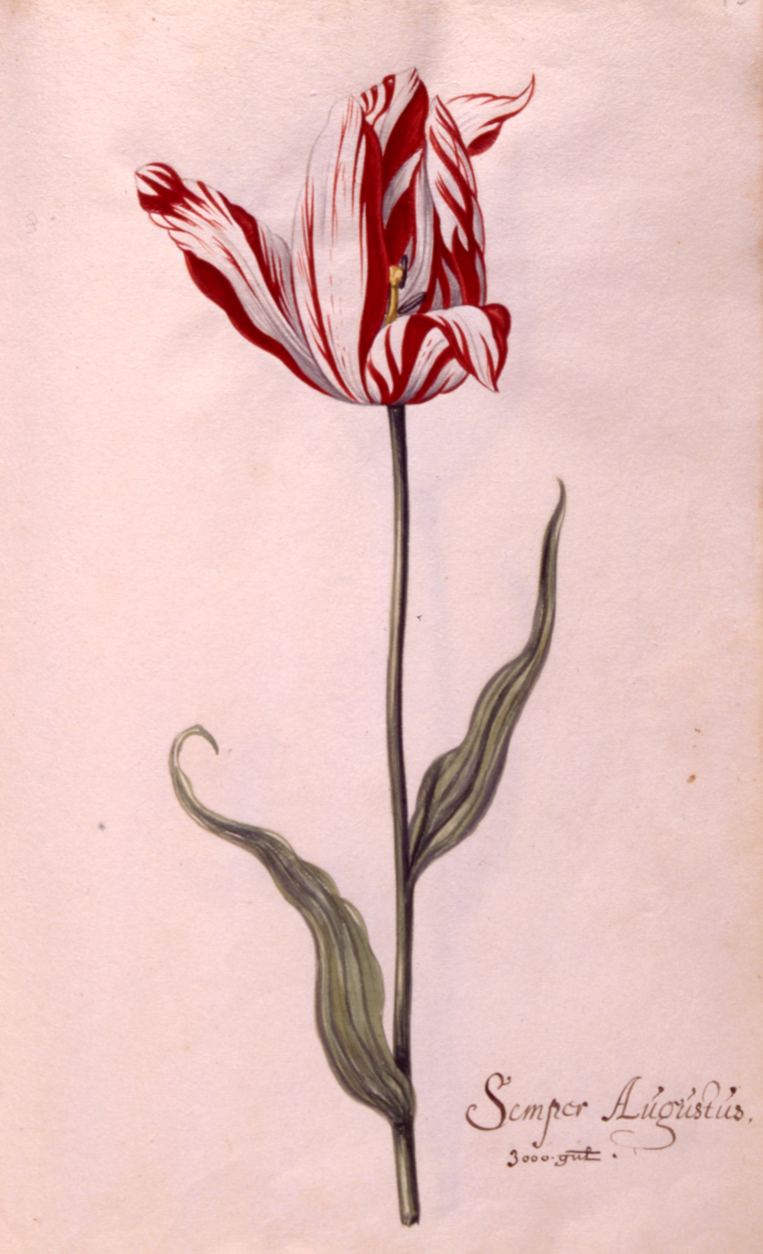 Dutch tulips Semper