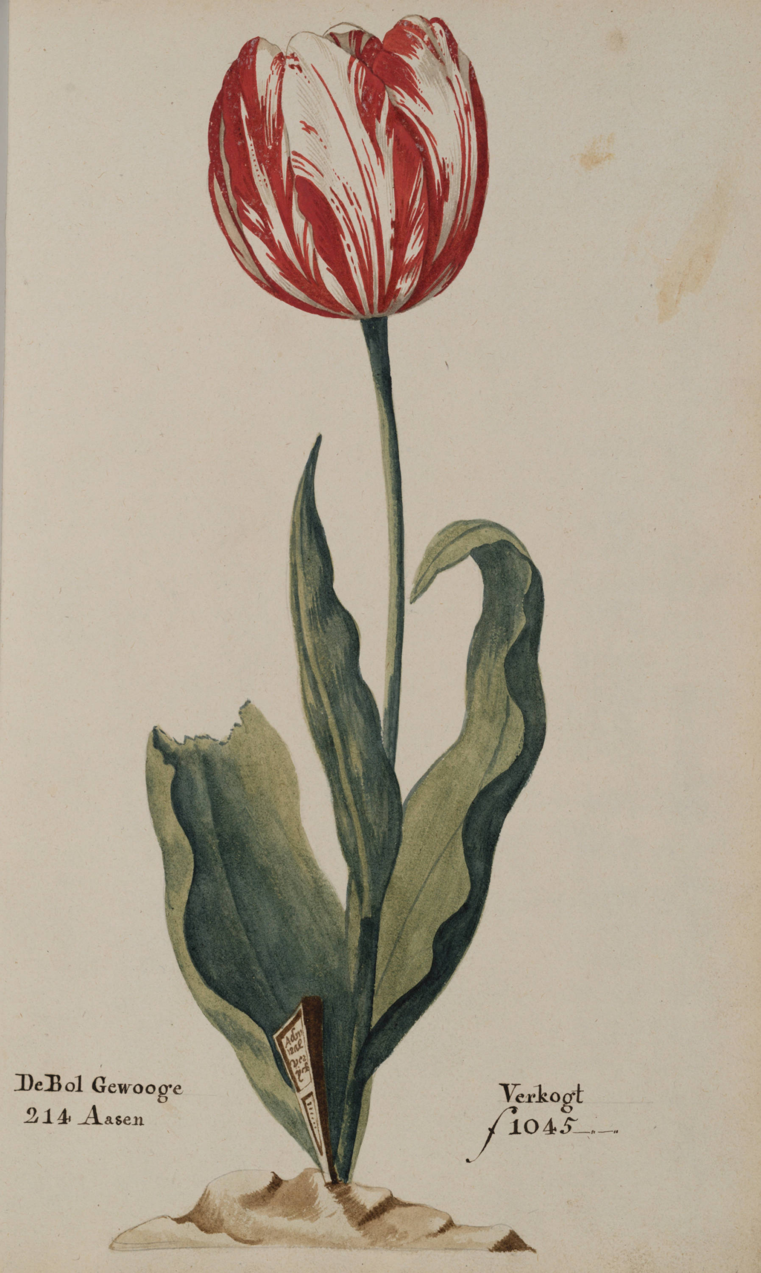 Dutch tulips Semper