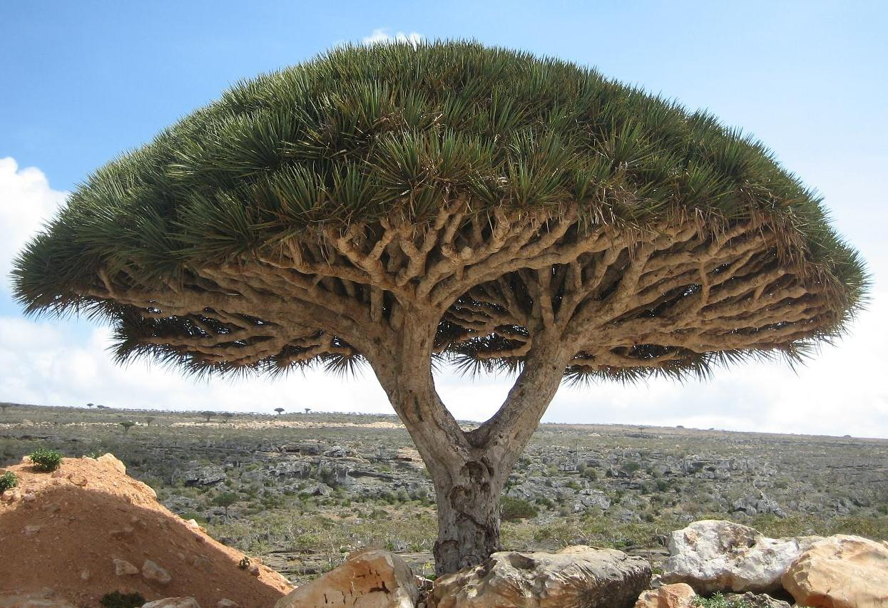 Socotra Island's Alien Trees